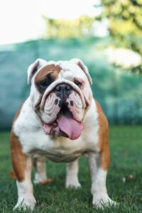 医療ダイエットに対応する英語が通じるクリニックはどこ？