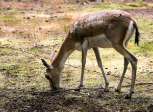 医療ダイエットが甲状腺疾患に与える影響とは？