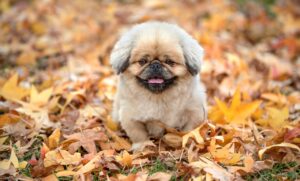 医療ダイエットでメタボを解消する方法は？